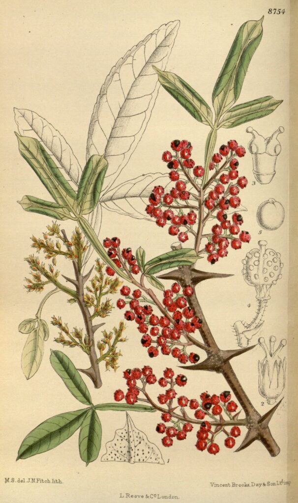 Poivrier du Sichuan