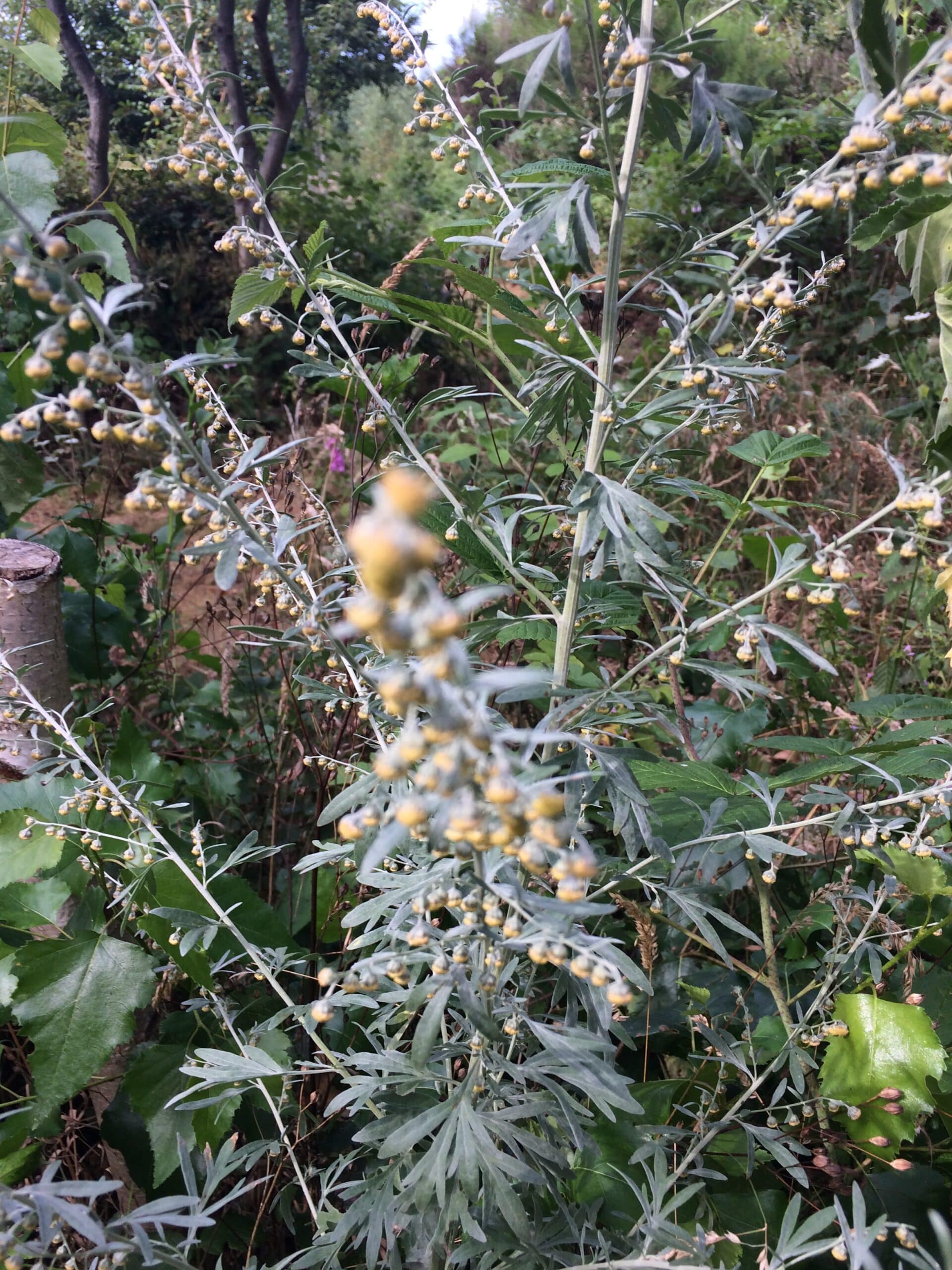 Absinthe – Image 2