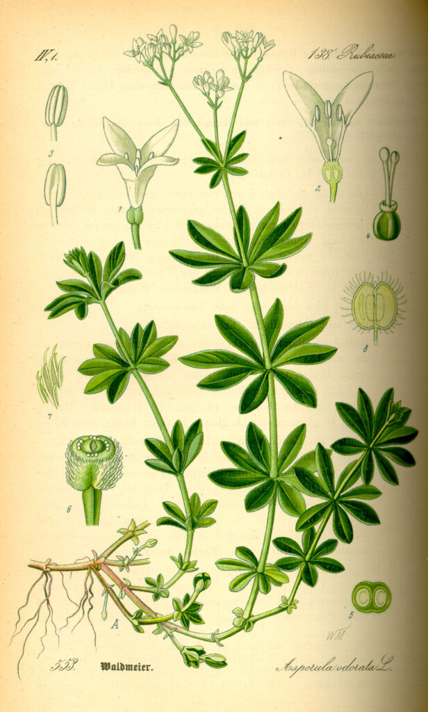 Aspérule odorante