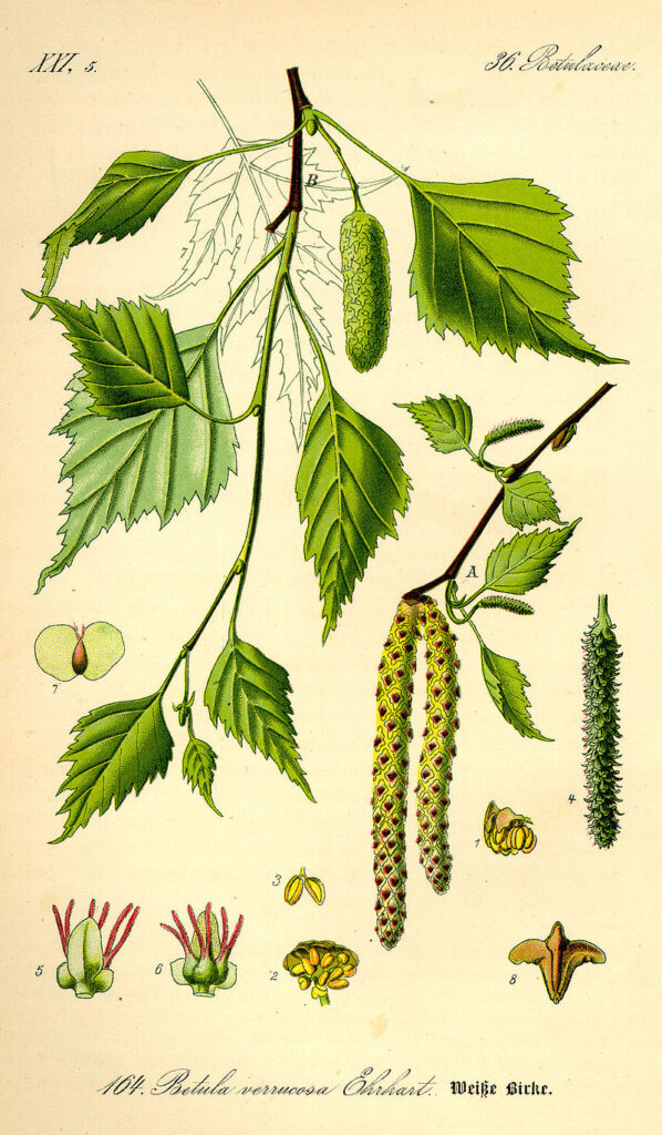 Bouleau blanc