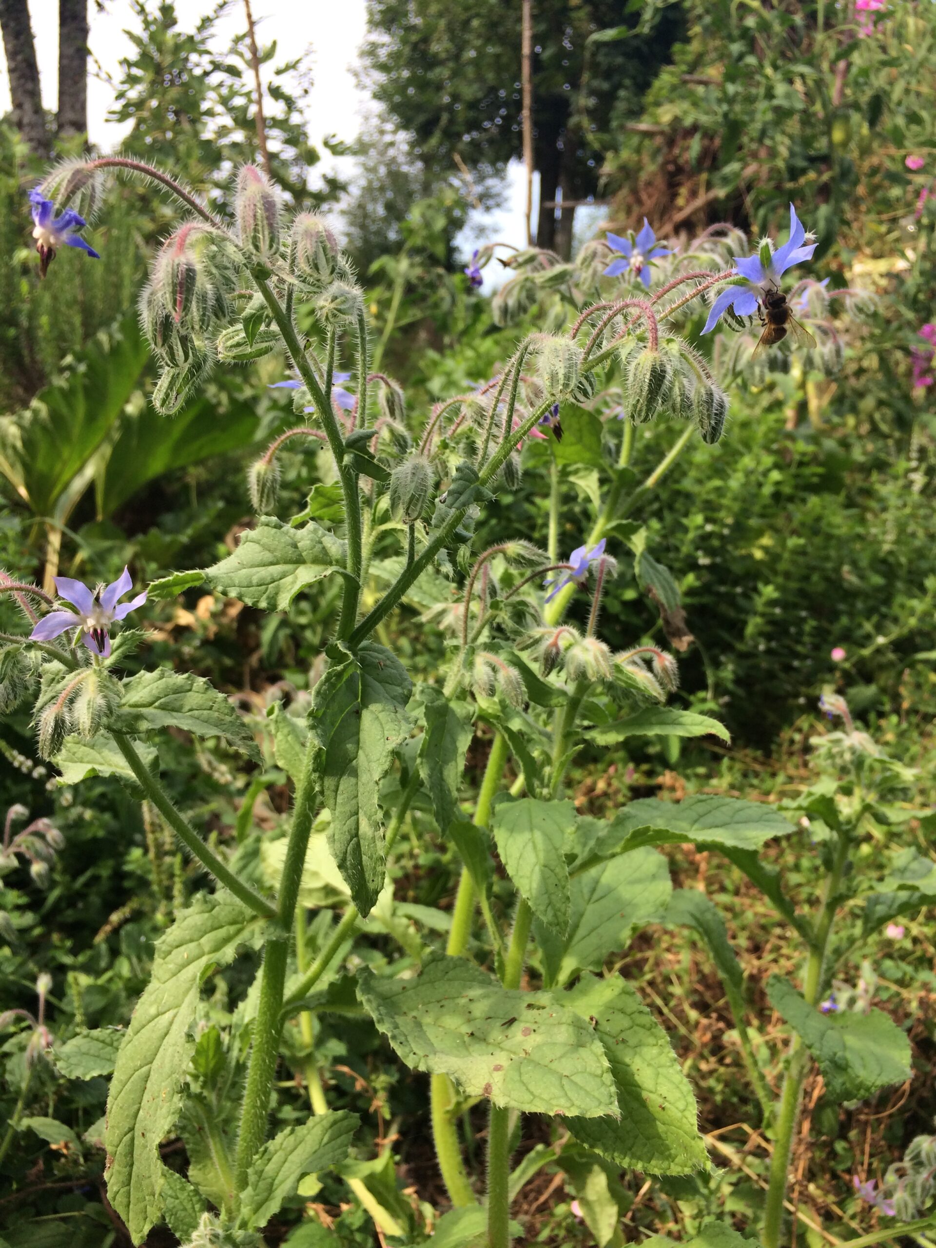 Bourrache officinale – Image 2