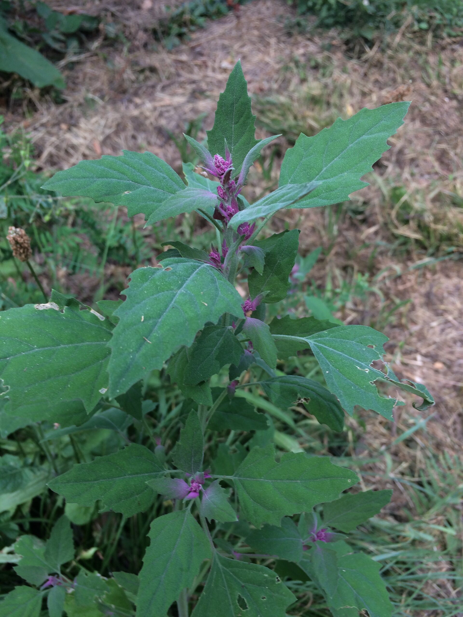 Chénopode pourpre – Image 2