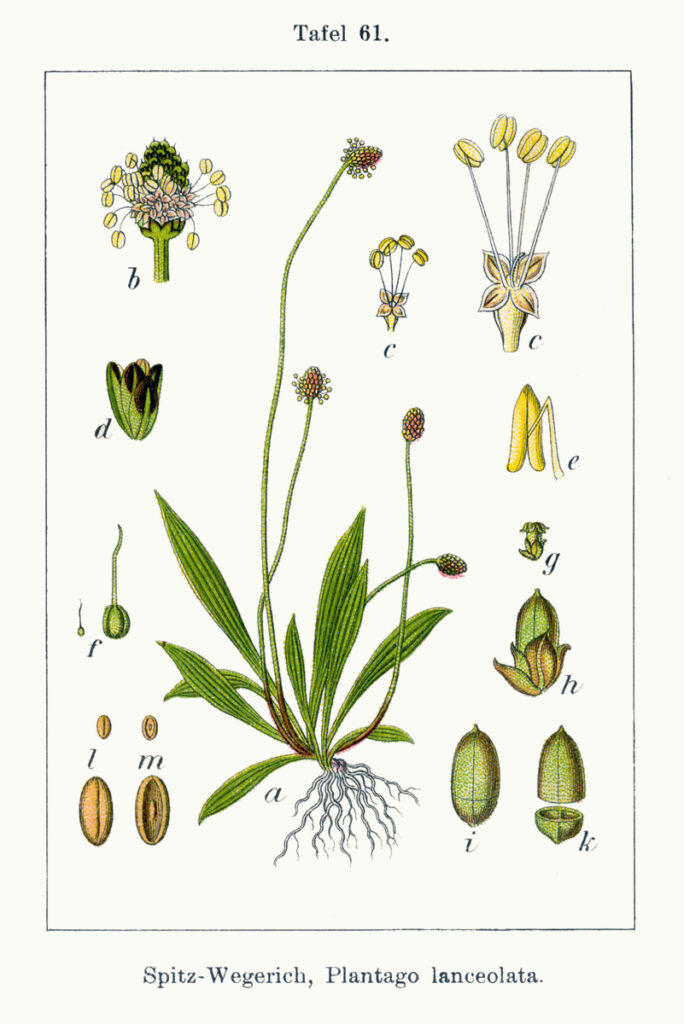 Plantain lancéolé