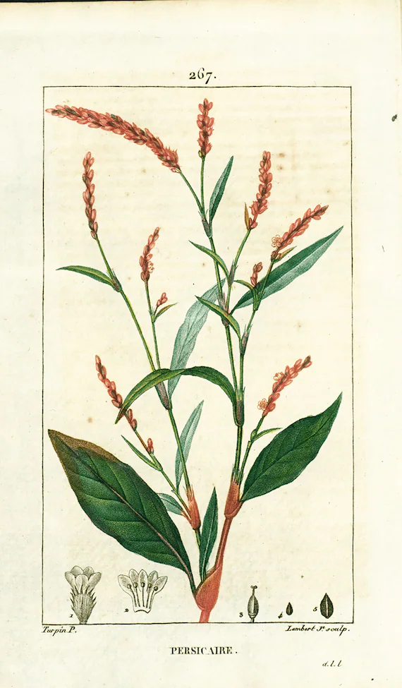 Renouée persicaire