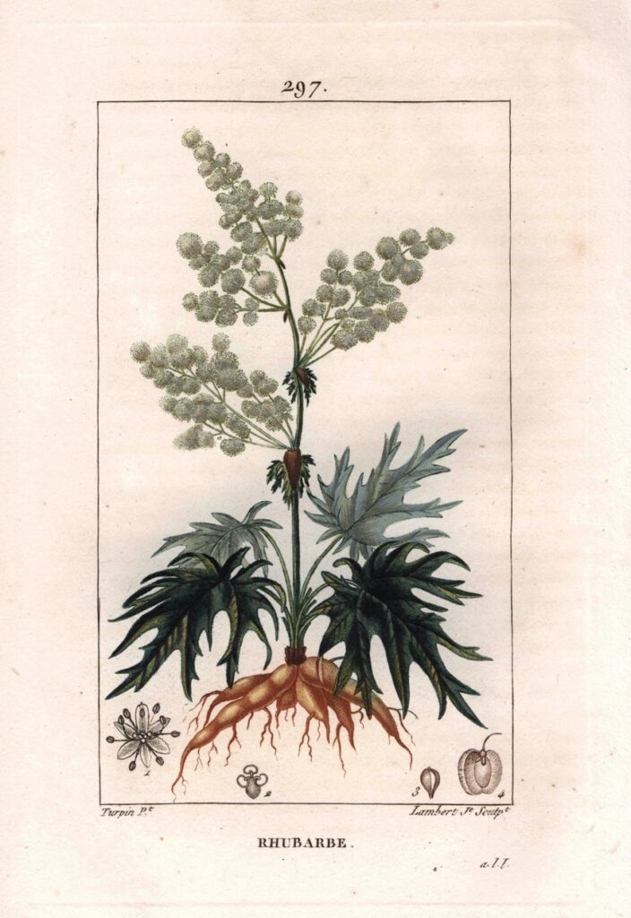 Rhubarbe