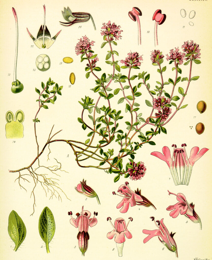 Thym serpolet (sauvage)