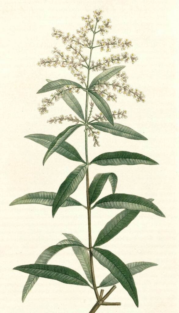 Verveine odorante
