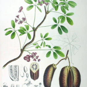 Akébie à cinq feuilles, Liane chocolat