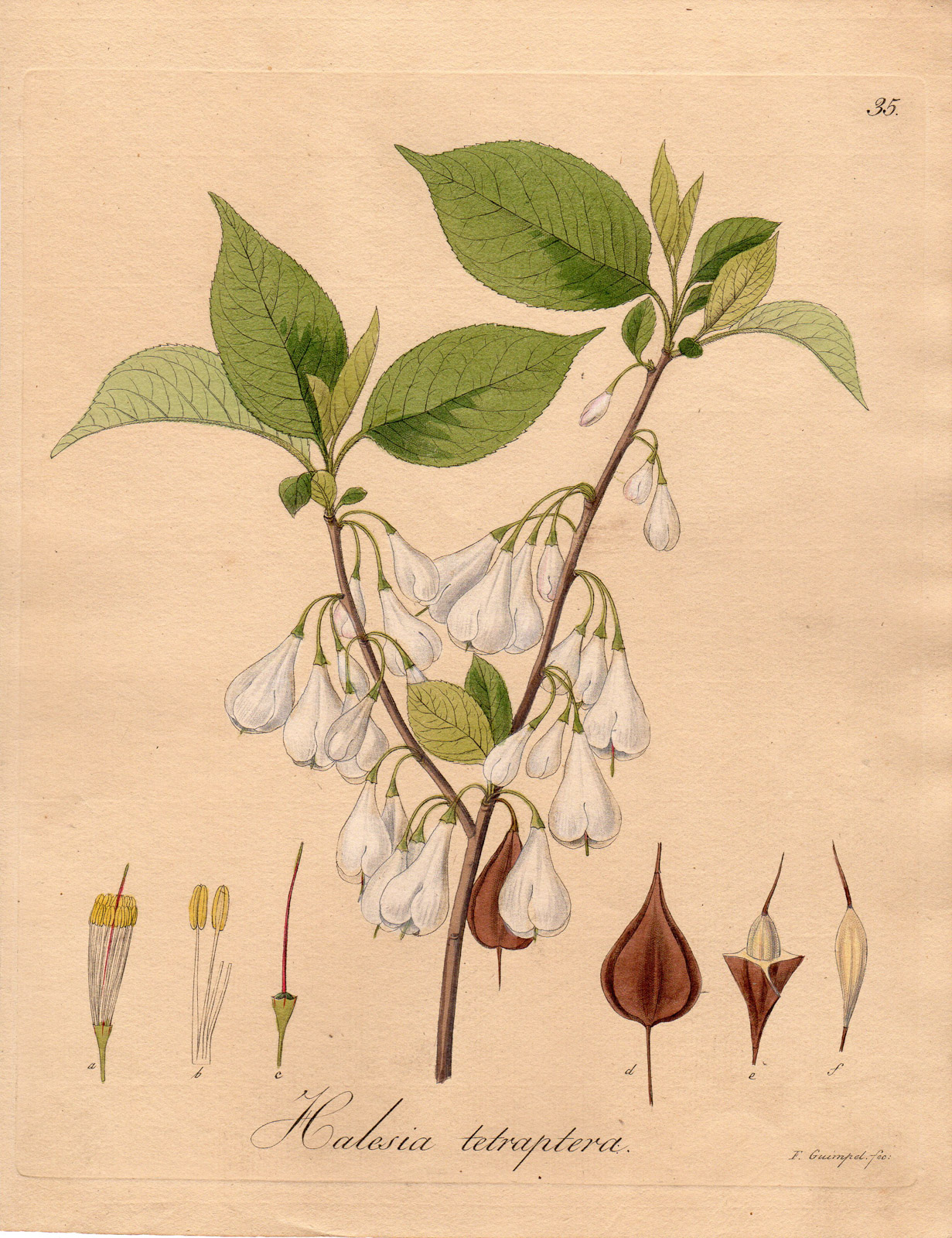 Arbre aux cloches d&rsquo;argent