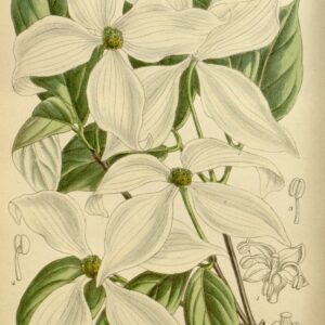 Cornouiller du Japon