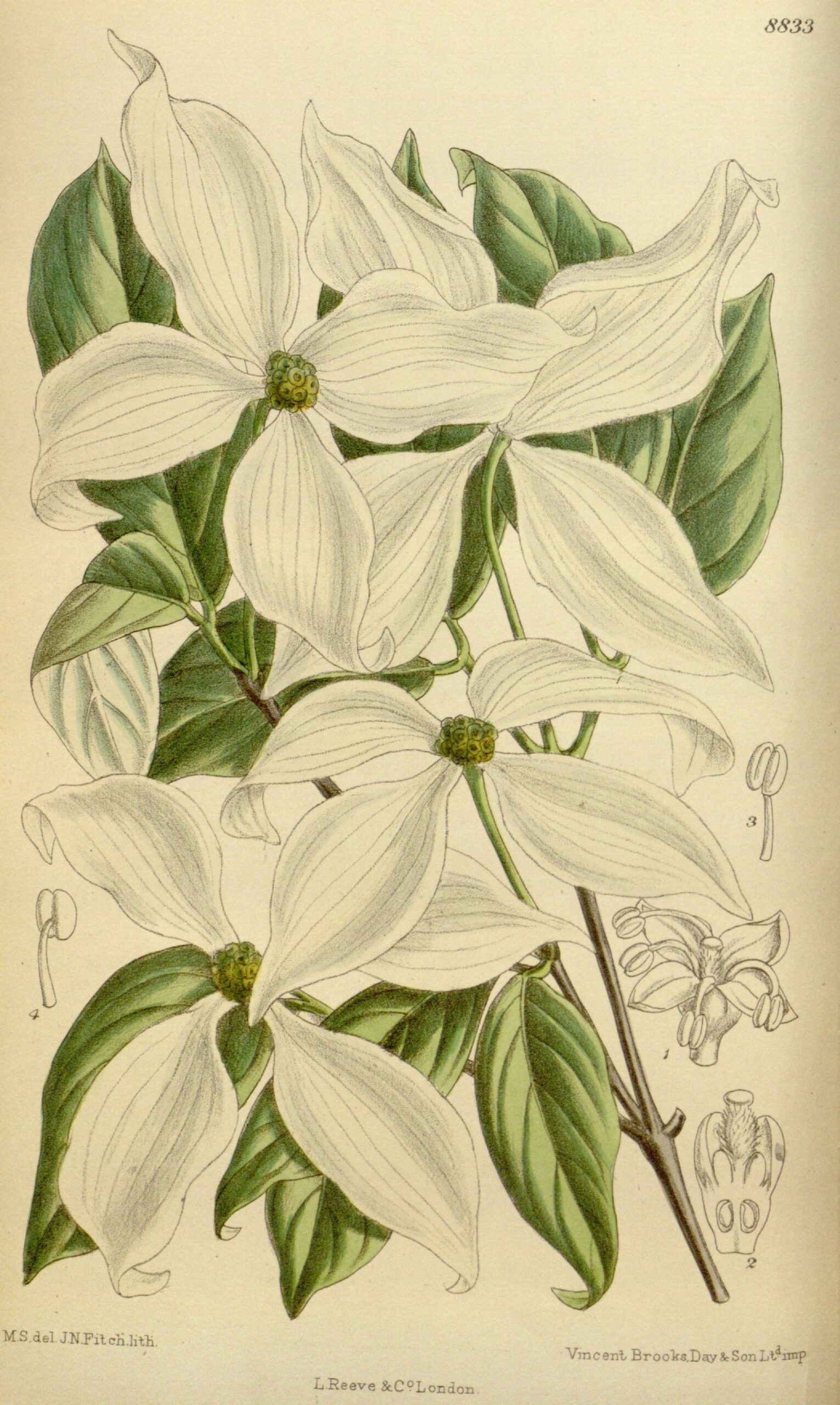 Cornouiller du Japon