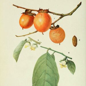 Plaqueminier de Virginie