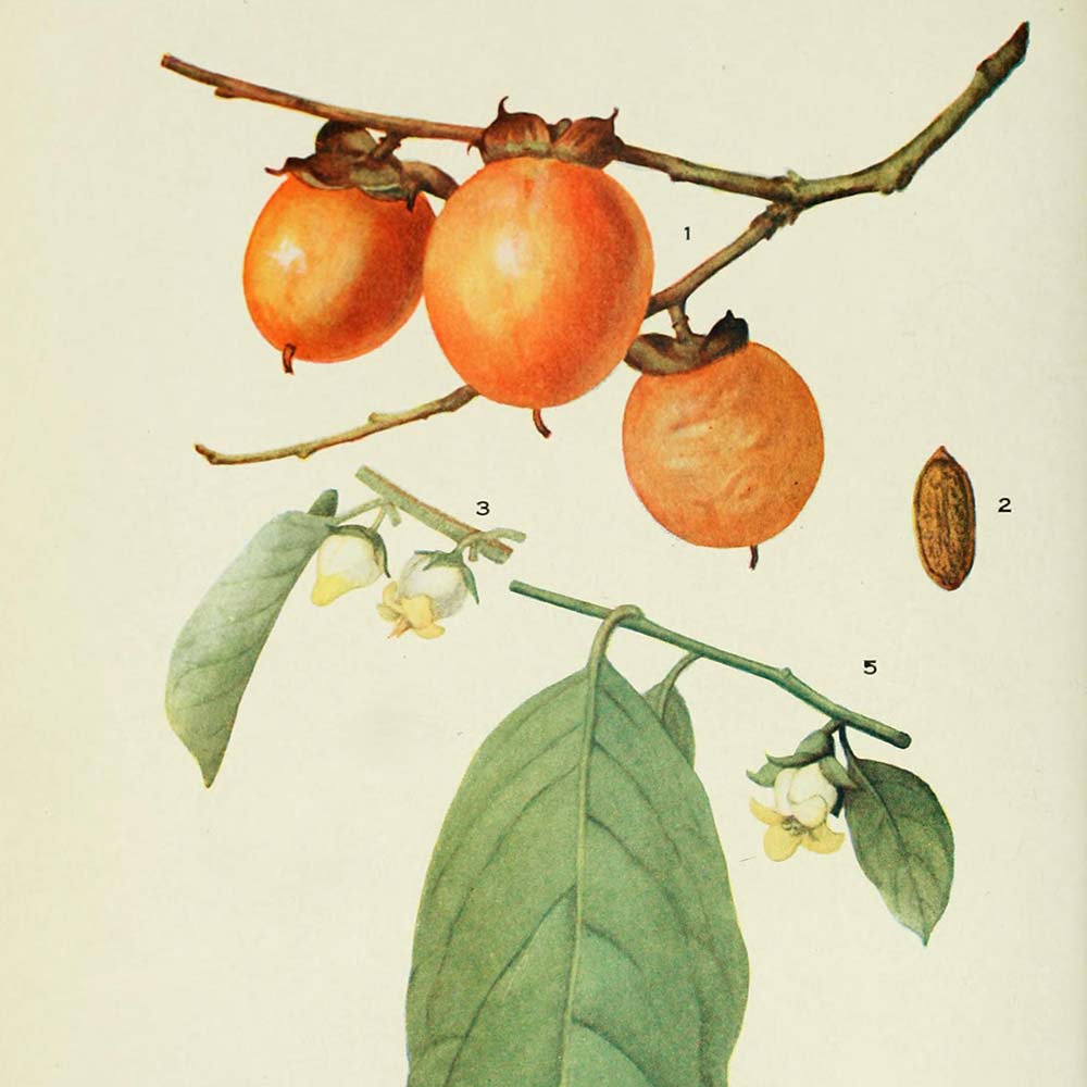 Plaqueminier de Virginie