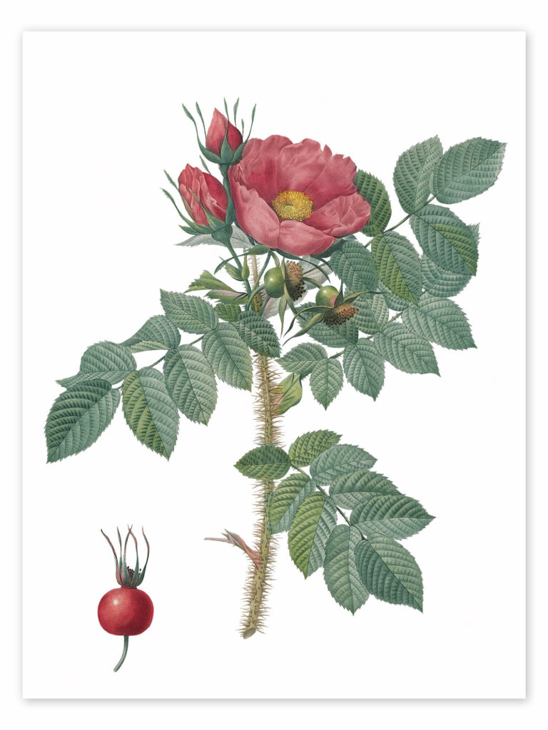 Rosier rugueux