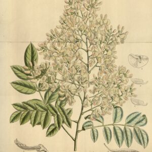 Sophora du Japon