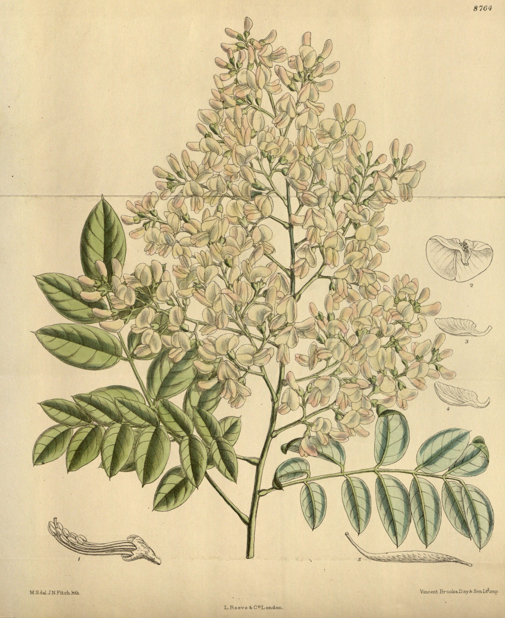 Sophora du Japon