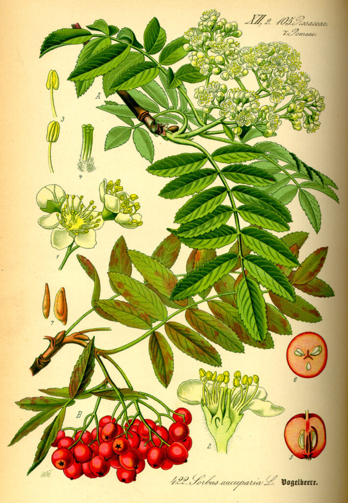 Sorbier des oiseaux