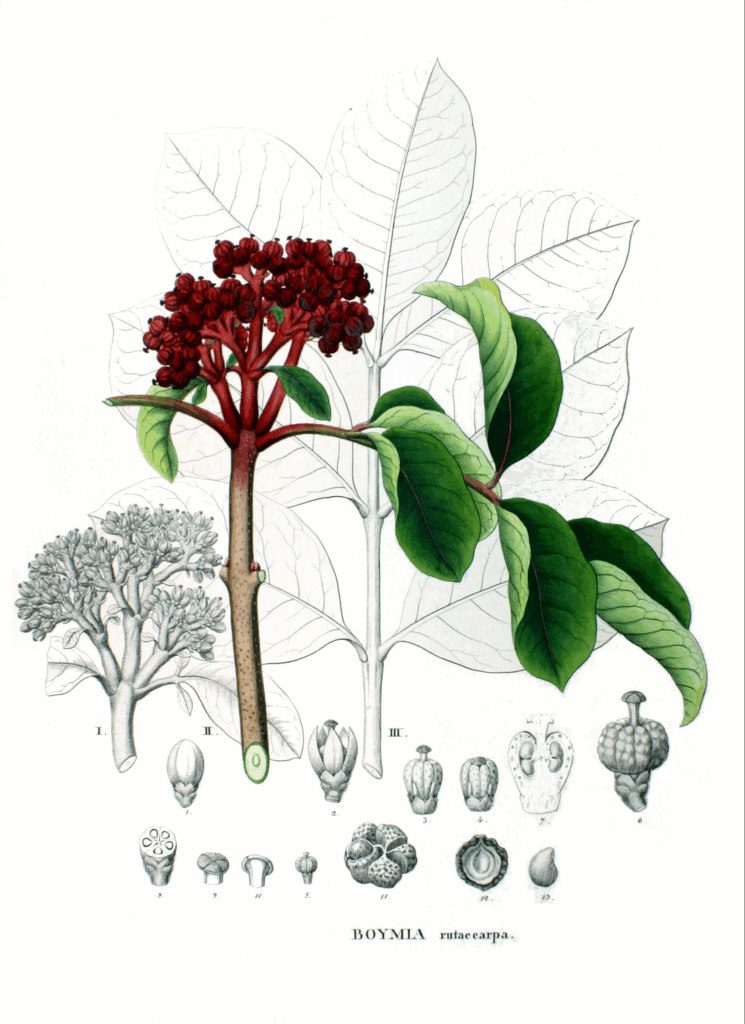 Arbre à miel