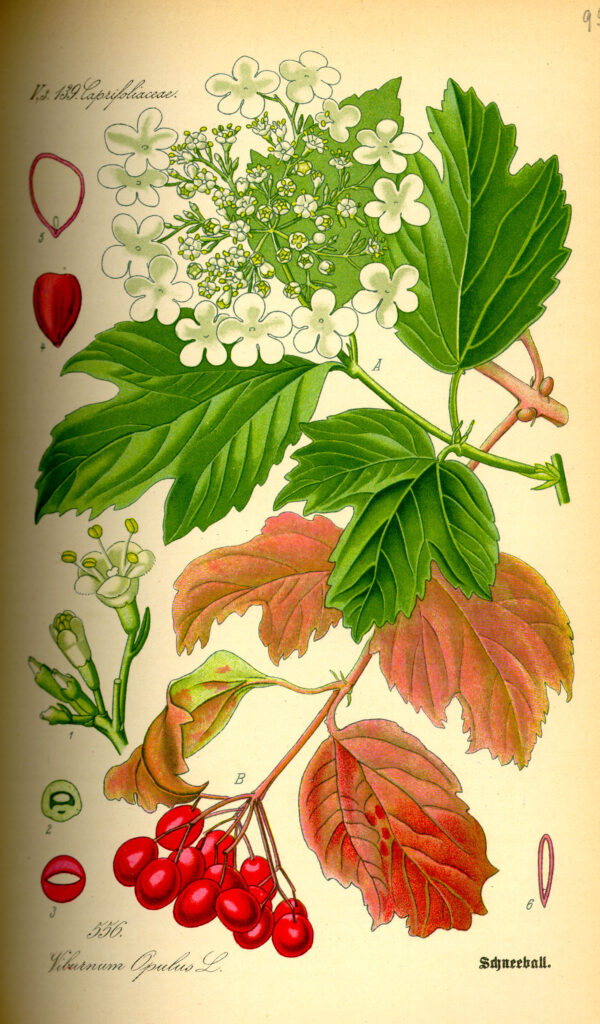 Viorne obier