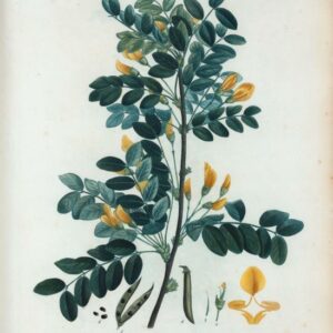 Caraganier de Sibérie